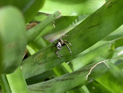 Asaphobelis physonychus