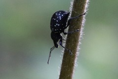 Otiorhynchus gemmatus