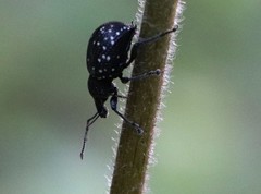Otiorhynchus gemmatus
