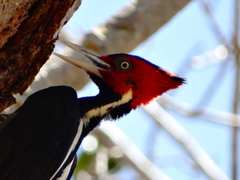Pale-Billed Woodpecker photo 3