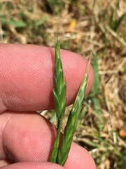 Bromus hordeaceus pseudothominii