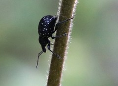 Otiorhynchus gemmatus