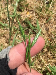 Bromus hordeaceus pseudothominii