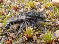 Cyrtopogon inversus