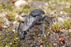 Cyrtopogon inversus