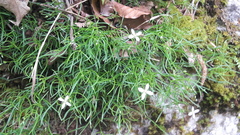 Moehringia