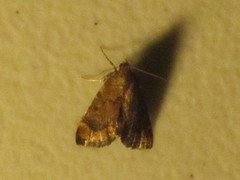 Hypsopygia phoezalis
