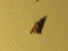 Hypsopygia phoezalis