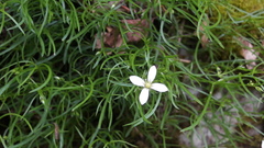 Moehringia