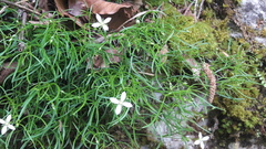 Moehringia