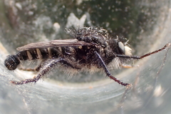 Cyrtopogon inversus