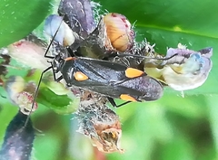 Capsodes flavomarginatus