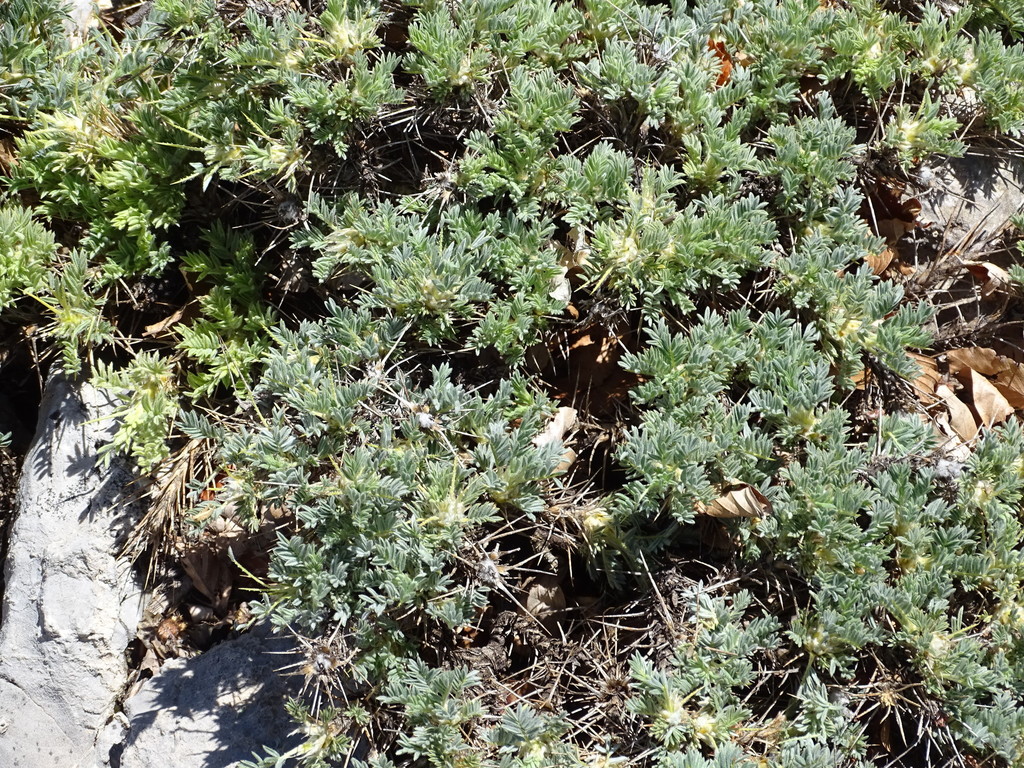 Astragalus nebrodensis