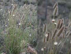 Fingerhuthia africana