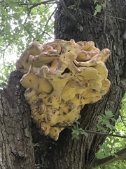 Laetiporus sulphureus