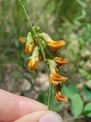 Lathyrus sulphureus