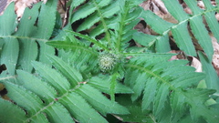 Cirsium erisithales