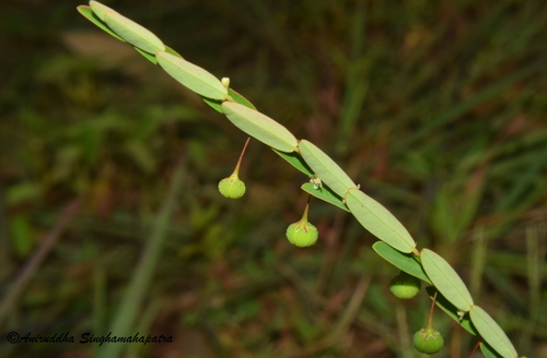 Phyllanthus simplex iNat (1)