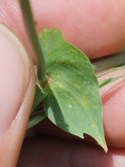 Lathyrus sulphureus