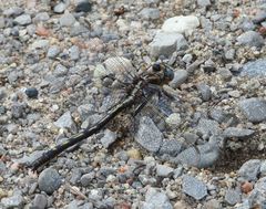 Phanogomphus spicatus