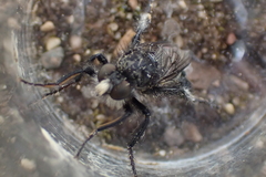 Cyrtopogon inversus
