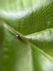 Micropterix aruncella