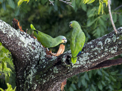 Amazona amazonica