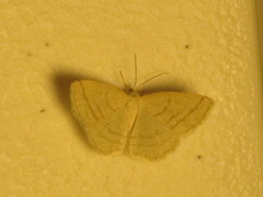 Protitame subalbaria