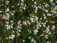 Hesperantha cucullata