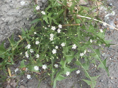 Stellaria graminea