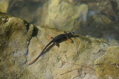 Salamandrina perspicillata