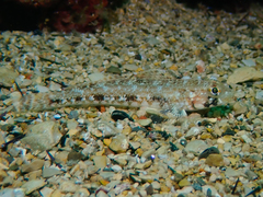 Gobius geniporus
