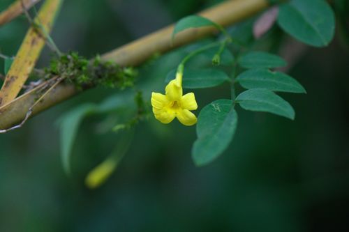 Chrysojasminum humile (Chrysojasminum humile)