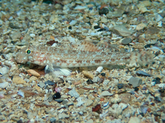 Gobius geniporus