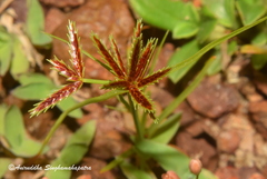 Cyperus compressus