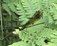 Calopteryx aequabilis