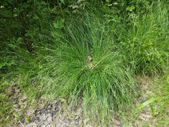 Carex leersii
