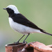 Pied Wheatear - Photo (c) Vitaliy Khustochka, some rights reserved (CC BY-NC)