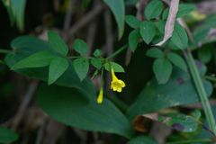 Chrysojasminum humile