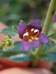 Penstemon laetus
