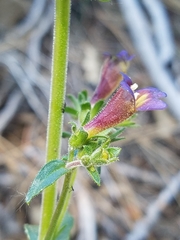 Penstemon laetus