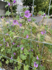 Malva sylvestris