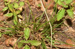 Abildgaardia ovata