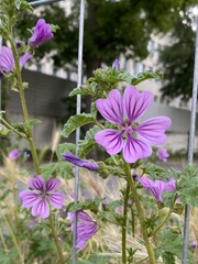 Malva sylvestris