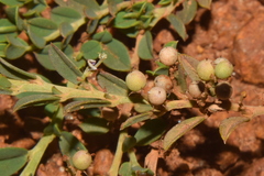Indigofera linifolia