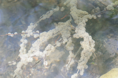 Salamandrina perspicillata