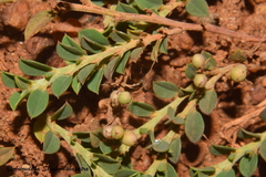 Indigofera linifolia