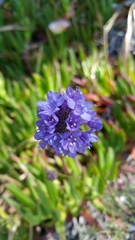 Gilia capitata chamissonis