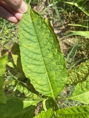 Nicotiana tabacum