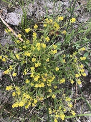 Rorippa curvisiliqua